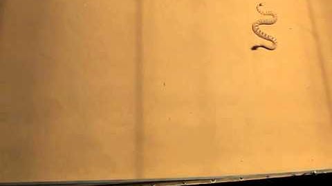 Kinematic gait synthesis for snake robots (2)