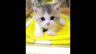 Sevimli Kedi#shorts #kedi #keşfetteyim #öneçıkar #kedivideoları #23nisan