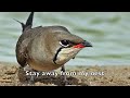 Collared Pratincole seen and photographed in Qatar
