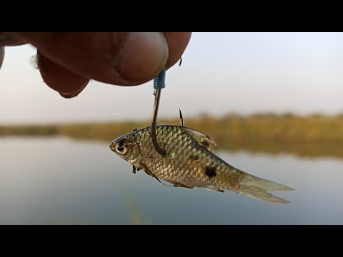 वीडियो: झीलों में सफेद बास के लिए मछली पकड़ना