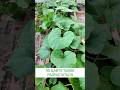 Держите тыкву под контролем огород дача тыква сад Garden лайфхаки лайфхак 