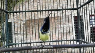 Pancingan sogok ontong muda hutan cocok untuk Masteran