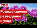 Рододендроны – уход и разведение