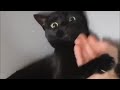 Kung fu Hand pranks on Cats / Tik Tok compilation 2020 🐱‍👤