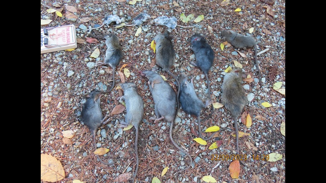 Rat Trapper: I Arrive Home With Nine Rats and Three Mice From My Traps ...