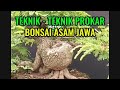 DI ANTARA TEKNIK PROGRAM AKAR ASAM JAWA