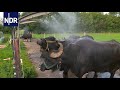 Wasserbüffel: Eine Tierärztin zwischen Notruf und Mozzarella | Die Nordreportage | NDR Doku