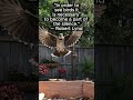 Blue Jay Flying in Slow Motion 🎹 #shorts #birds #Birdsong #NatureQuotes #PeacefulMindset