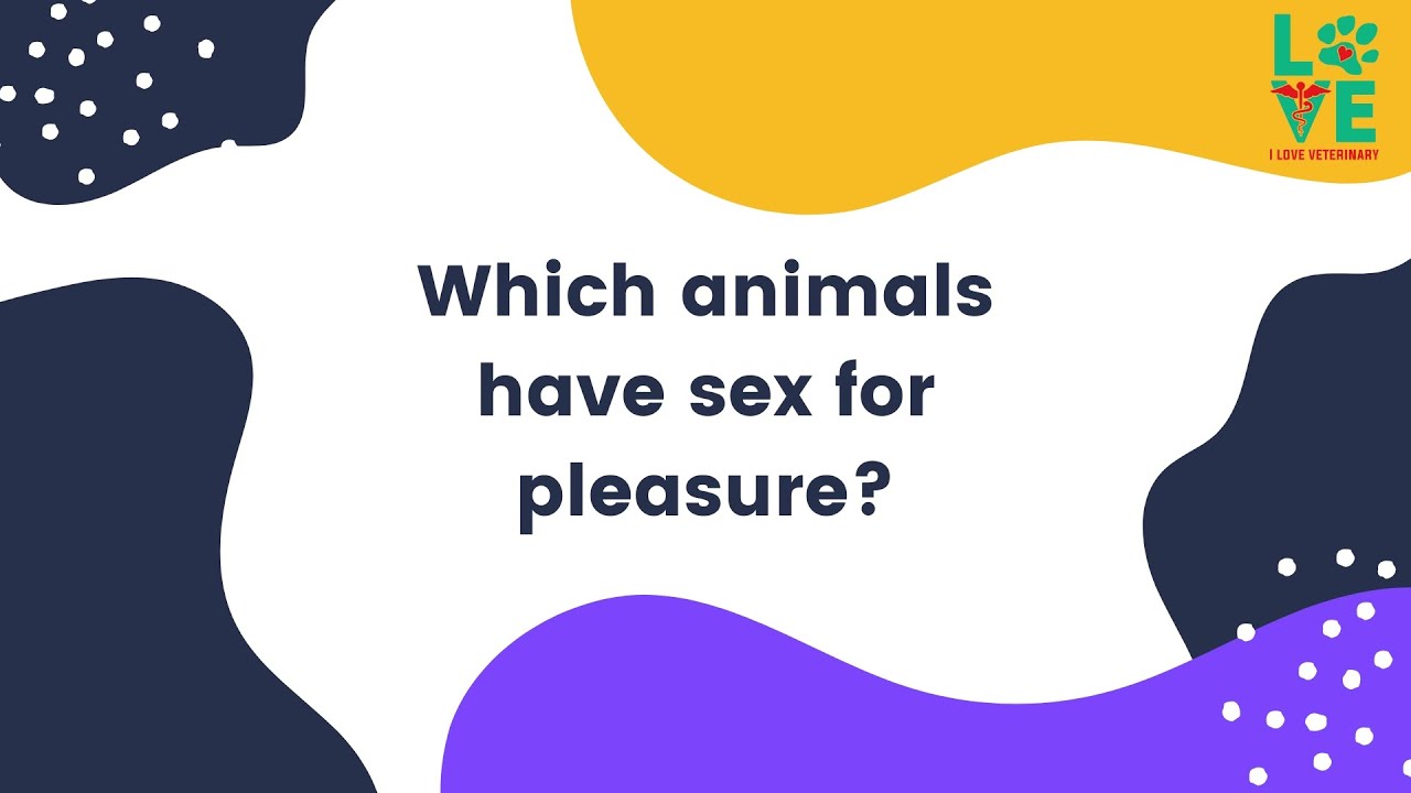 Which Animals That Have Sex for Pleasure? - YouTube