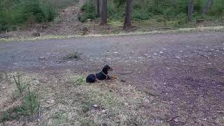 Nigra Übt Standruhe