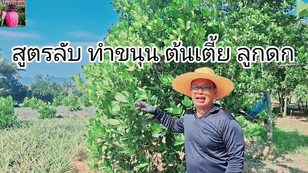 สูตรลับ ทำขนุนต้นเตี้ย ลูกดก ต้นฉบับ