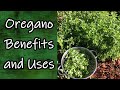 Oregano Benefits and Uses