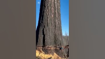 Amazing A Huge tree cutting down 🤯👎 #shortsfeed #chainsaw #shorts #woodworking #treecutting