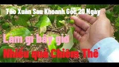 Táo Xuân Sau Khoanh Gốc 20 Ngày Quả Chiêm Nhiều Quá I Núi Đồi Lục Ngạn