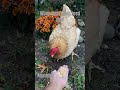 Feeding my chickens 