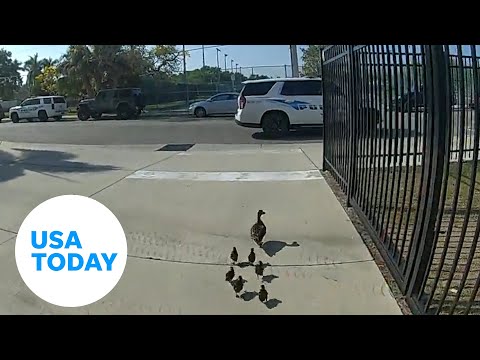 Lost mama duck and ducklings escorted back to nearby park by officer | USA TODAY