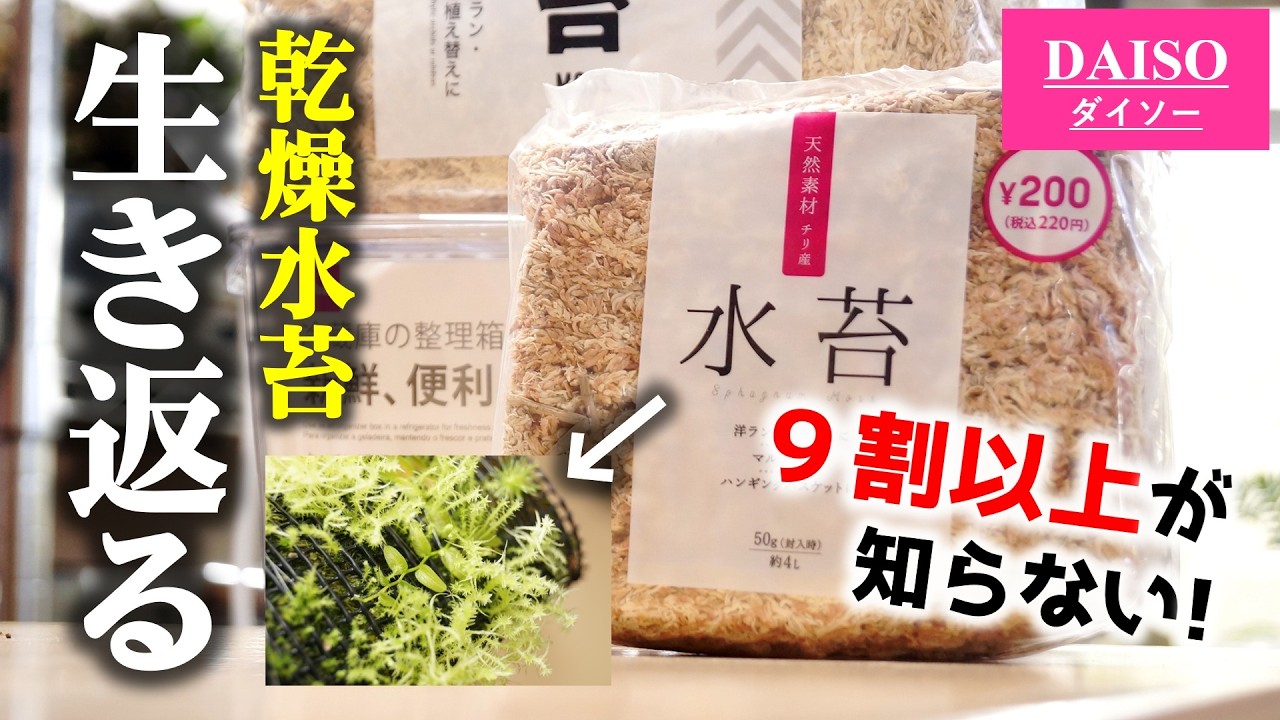 9割が知らない！100均乾燥水苔が”生き返る”、たった2つの条件【観葉
