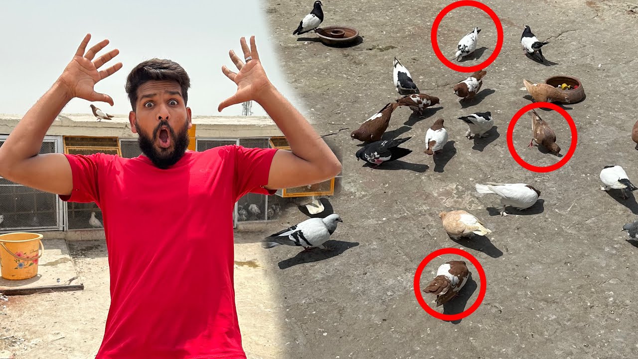 Aaj sare kabutaron ko khol diya or kisi kay 2 kabutaro ko paker liya 😳😱