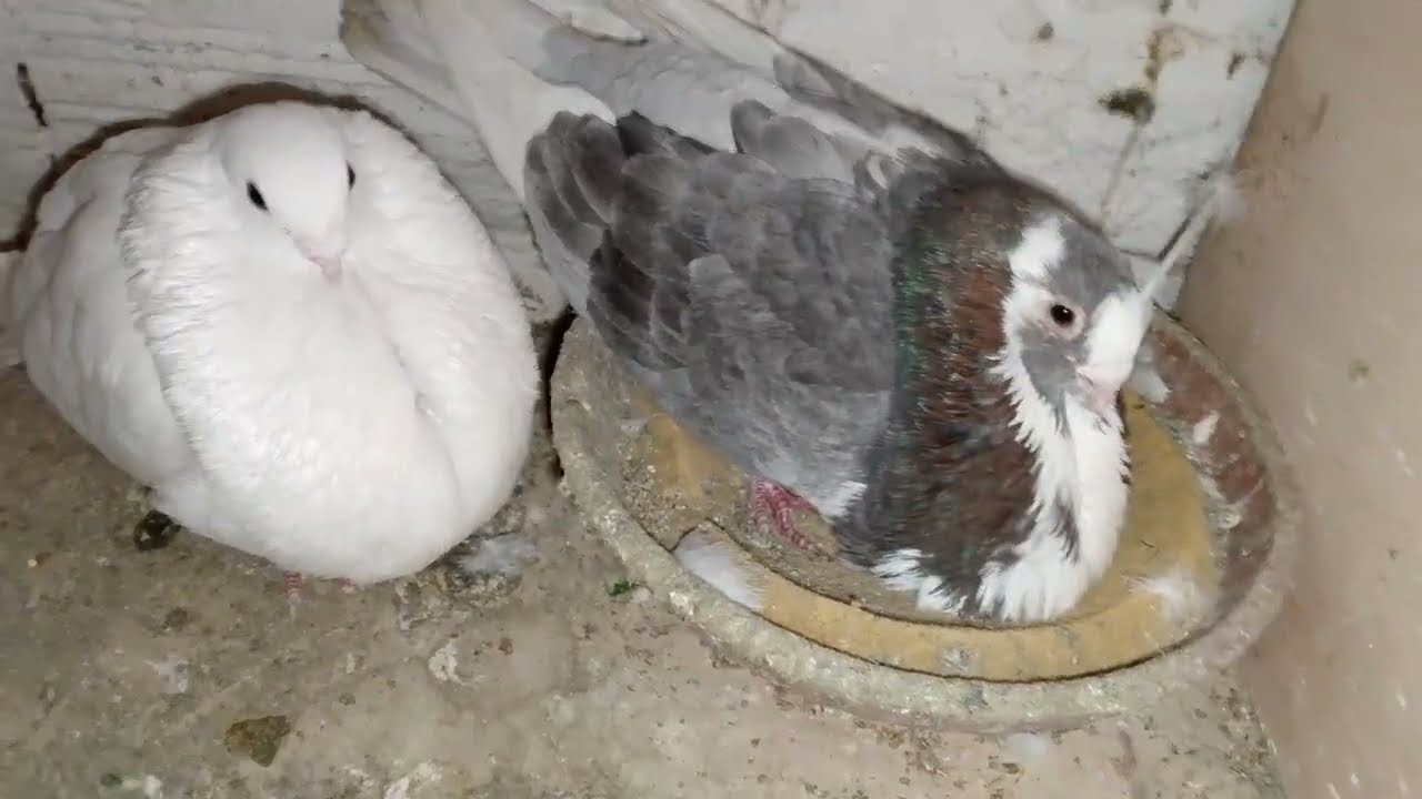 رمضان مبارك سعيد خوتي ماليع تحياتي لجميع ماليع في المغرب في اروبا 🕊️🕊️🪺🪺##