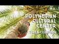 Coconut Tree Climbing at the Polynesian Cultural Center