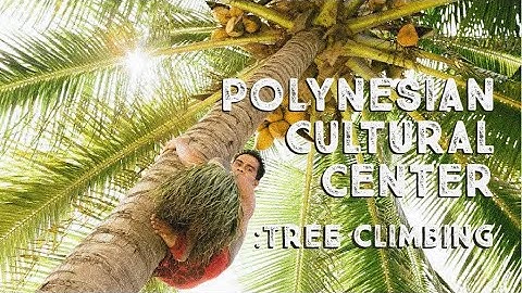 Coconut Tree Climbing at the Polynesian Cultural Center