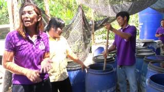 รายการ คนไทยหัวใจเกษตร วันที่ 04 พฤษภาคม 2559  B3
