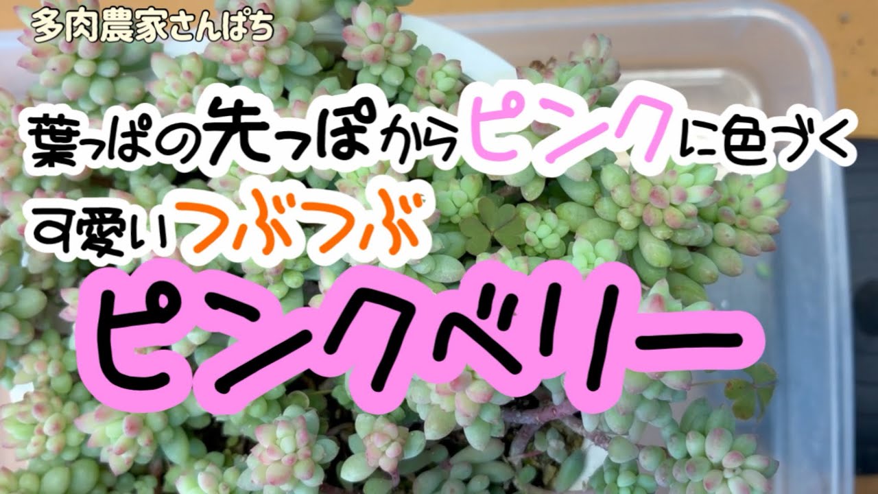 Succulent plant] [Cute little pink berries that turn pink from the