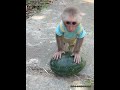 So clever! Little monkey Zika rolled the watermelon home.
