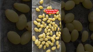 बिना धूप के किशमिश कैसे बनाएं।। #grapes recipe #homemade #cookwithhanu