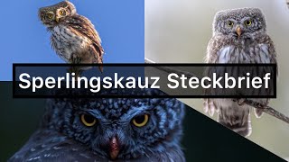 Sperlingskauz Steckbrief (Pygmy Owl) | [Aussehen, Merkmale, Gesang, Informationen…] #vogel