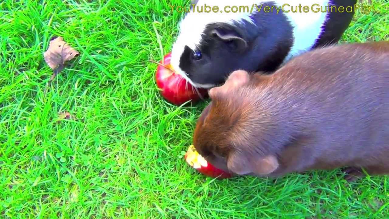 Guinea Pigs Eating Apples And Grass YouTube