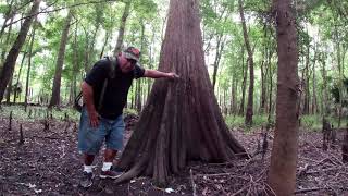 Bigfoot Peeker Video - Further Investigation