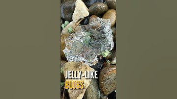 The Oakville Blobs Mystery | Raining Jelly from the Sky