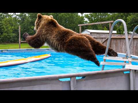 Funniest Animal Videos 2026 😂 When Animals Do Whatever They Want