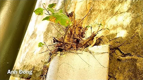 Cây bờ tường nghe nói giờ hot lắm 