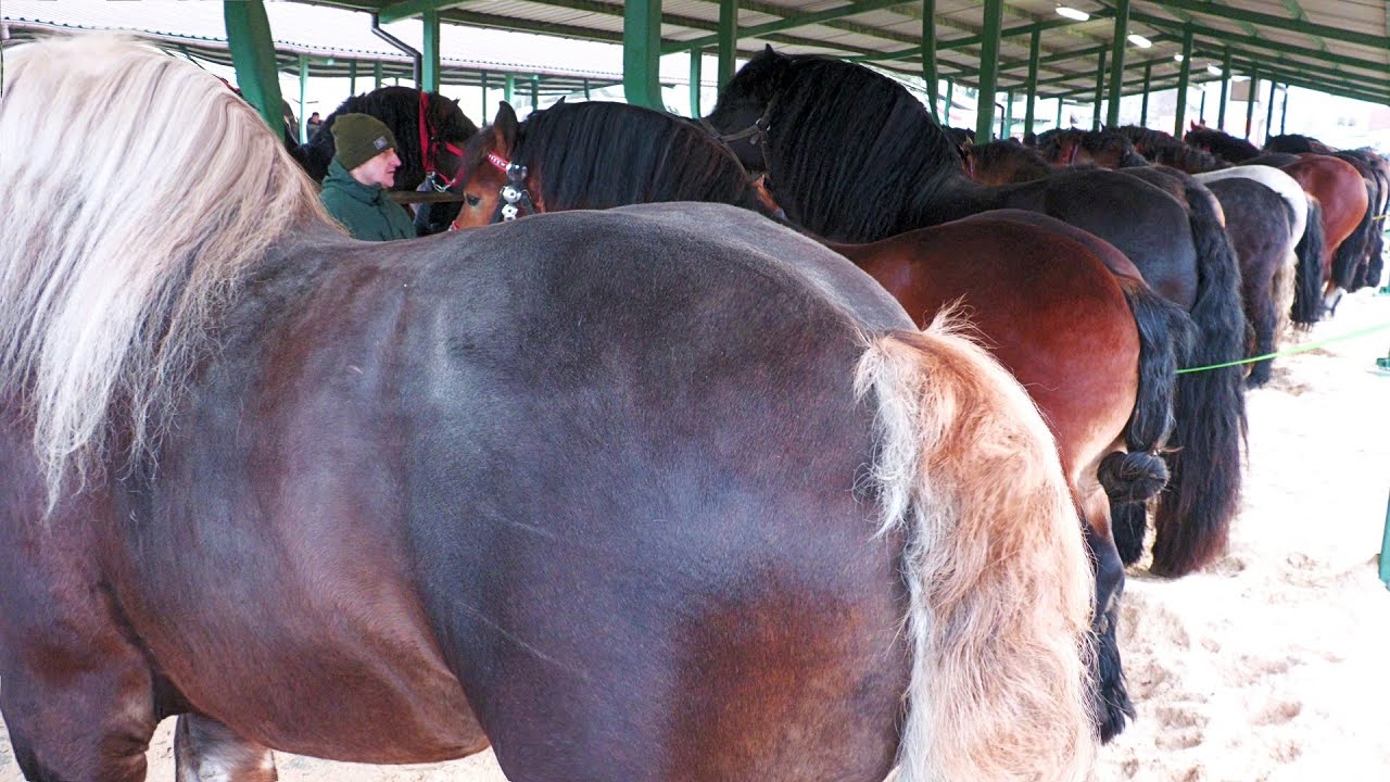 Târg expozițional de cai Skaryszew-Polonia-Cel mai mare târg din lume 19 Februarie 2024 ep 4