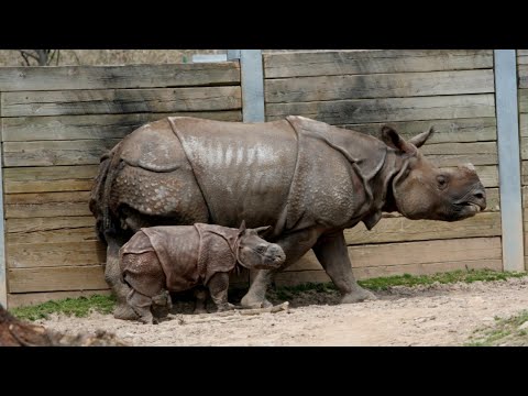 All about Rhinos for kids : Rhinoceros for children - knowledge life #गैंडा #rhinoceros