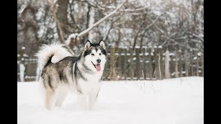 كل المعلومات عن كلب الاسكا مالموت ALASKAN MALAMUTE