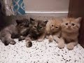 Fighters- How naughty this kittens are!!!!! #kitten #cat #fight #cute_kitten #Cat_story