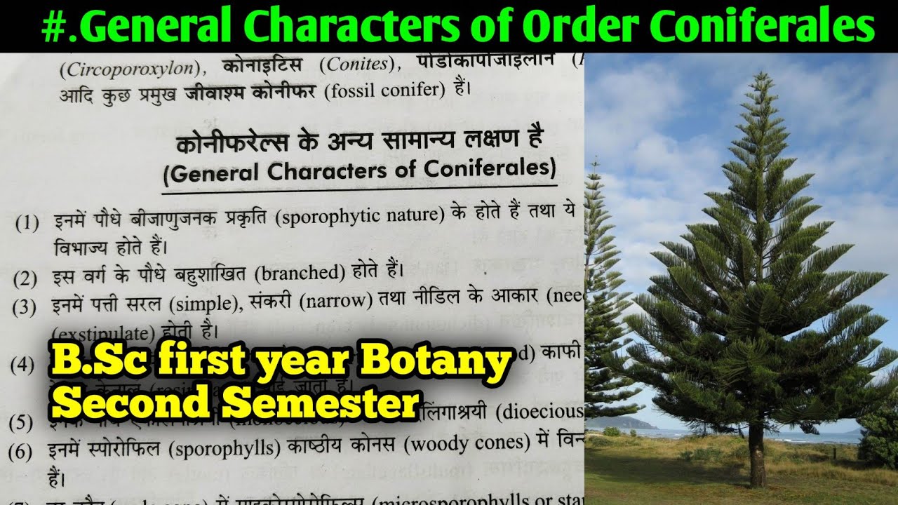 General Characters of Order Coniferales || B.Sc first year Botany second semester