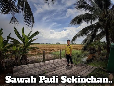 Sawah Padi Sekinchan Yang Masak Menguning... 