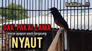 murai batu gacor AMPUH buat PANCINGAN murai batu agar bunyi ikut NYAUT EMOSI NYAUT