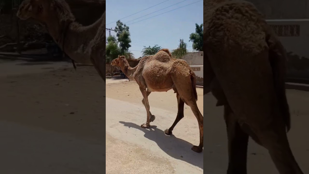 desert Camel  