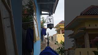 Cara Mudah Murai Pastol Juara Pemula Langsung Juara