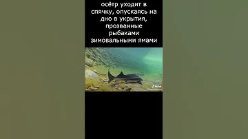 А вы знали как зимует осетр?
