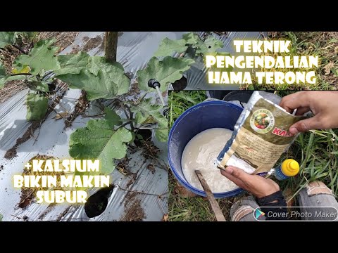 Video: Amonium Untuk Kubis: Pengobatan Terhadap Hama Dan Pemberian Makan, Proporsi Pengenceran Amonia Untuk Penyiraman Dan Penyemprotan Di Kebun