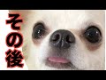 【報告動画】喧嘩動画のその後です。おもちとショコラを見てほしいです。