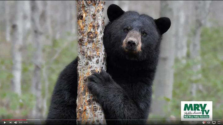 How many bears are in Vermont? (2023)