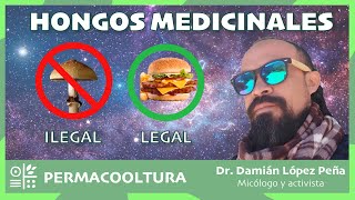 Hongos medicinales - Dr. Damián López - Micólogo y activista by Permacooltura 38 views 2 years ago 6 minutes, 7 seconds