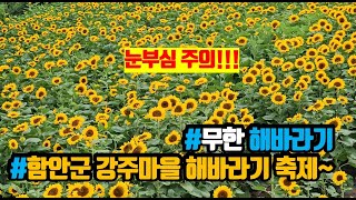 강주해바라기축제(2024 06 25) 강주마을 해바라기축제 함안군 해바라기축제